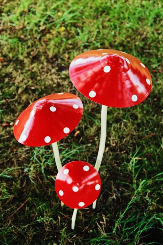 Red white spotted toadstool - white,