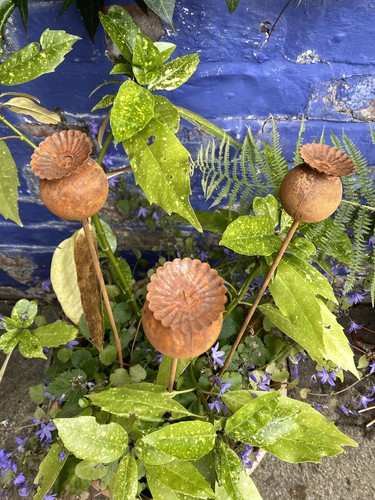 Rusty metal poppy seed - metal,