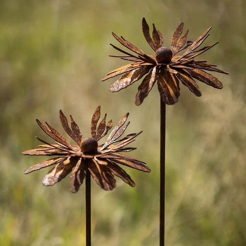 2pcs rusty cornflower - cornflower, garden